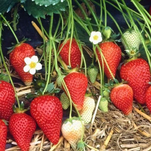 Клубника  Ароза  (упаковка 5 шт.)