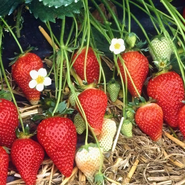Саженцы Земляника Ароза  (упаковка 5 шт.)