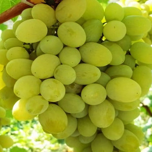 Саженцы Виноград Солнечный