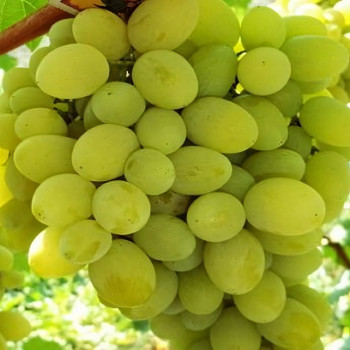 Саженцы Виноград Солнечный