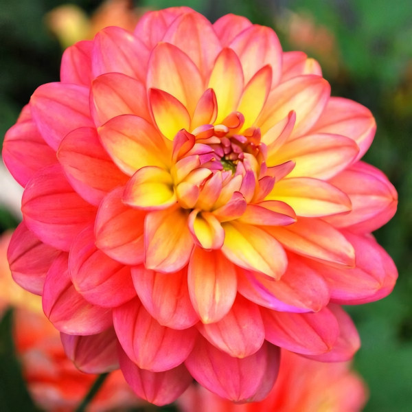 Саженцы Георгина Melody Allegro (Мелоди Аллегро)