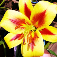 Луковицы Саженцы Лилия ОТ гибрид Robert Swanson (Роберт Свонсон) (3шт.)