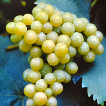 Саженцы Виноград белый Мускат Оттонель