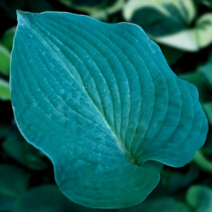 Саженцы Хоста Blue Cadet (Блю Кадет) М