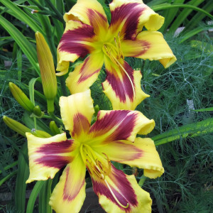 Саженцы Лилейник Tammy Faye Eyes (Тамми Фае Айс)