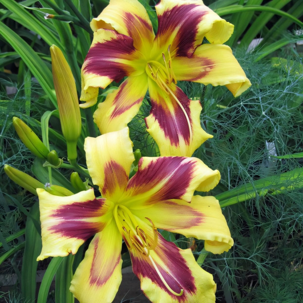 Саженцы Лилейник Tammy Faye Eyes (Тамми Фае Айс)