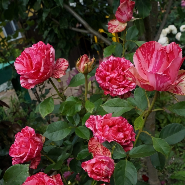 Саженцы Роза чайно-гибридная Пинк Интуишн