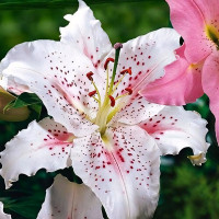 Луковицы  Лилия восточная Muscadet (Мускадет) (3шт.)