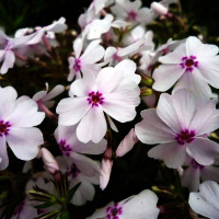 Саженцы Флокс шиловидный Apple Blossom (Эпл Блоссом)