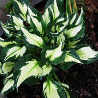 Саженцы Хоста Whirlwind (Вирлвинд) М