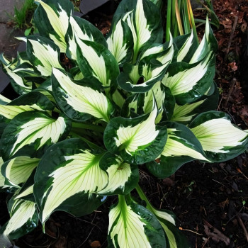 Саженцы Хоста Whirlwind (Вирлвинд) М