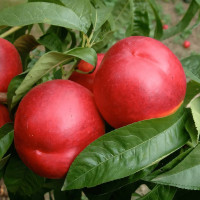 Саженцы Нектарин Свит Леди