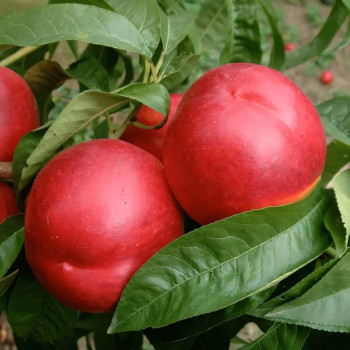 Саженцы Нектарин Свит Леди