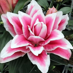  Лилия махровая восточная Roselily Olympia (Розели Олимпия)