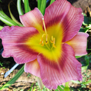 Саженцы Лилейник Schoeppinger Anfang (Шопингер Анфанг)