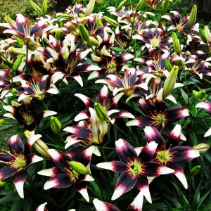  Лилия азиатская Stracciatella Event (Страсиотелла Ивент)