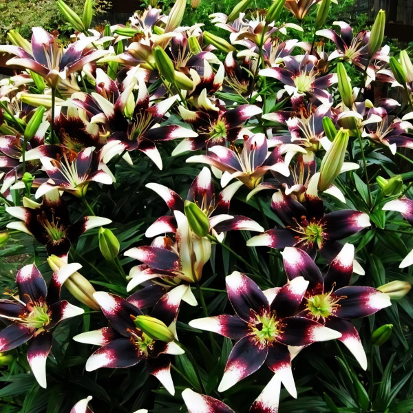 Луковицы  Лилия азиатская Stracciatella Event (Страсиотелла Ивент) (3шт.)