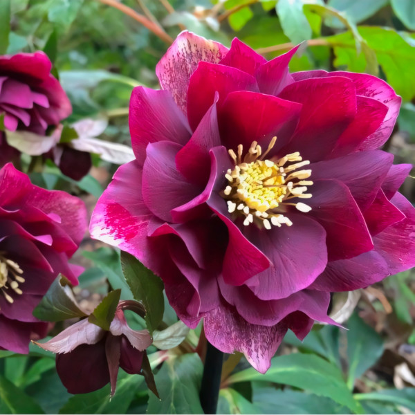 Саженец Морозник Дабл Гибридс Рэд Промис