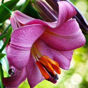  Лилия трубчатая Pink Perfection (Пинк Перфекшн)