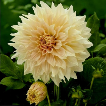 Саженцы Георгина Cafe au Lait