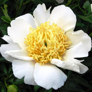 Саженцы Пион Moon of Nippon (Мун оф Ниппон)