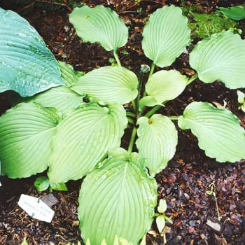 Саженцы Хоста Sea Current (Си Каррент) L