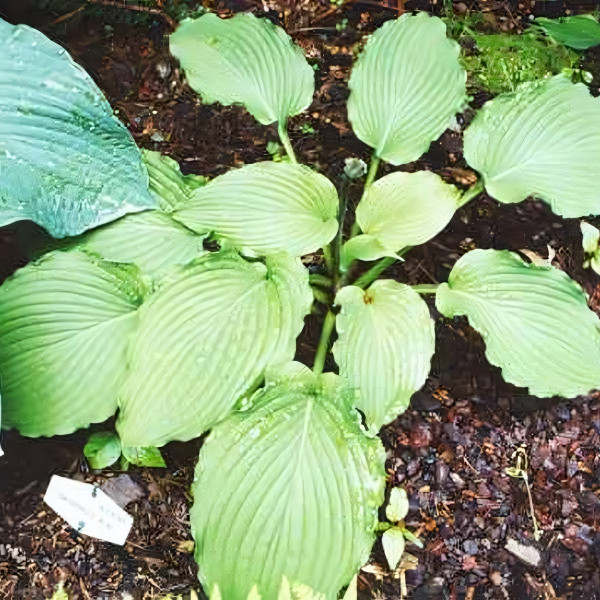 Саженцы Хоста Sea Current (Си Каррент) L