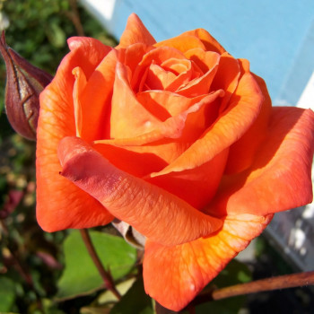 Саженцы Роза чайно-гибридная Гольштейн Перла