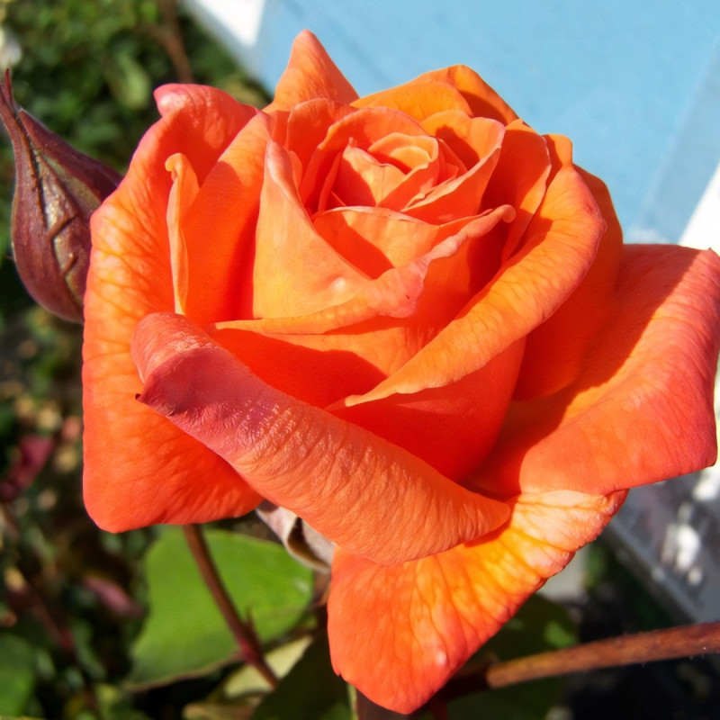 Саженцы Роза чайно-гибридная Гольштейн Перла