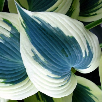 Саженцы Хоста Blue Ivory (Блю Айвори) М
