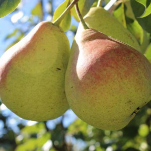 Саженцы Груша Гера