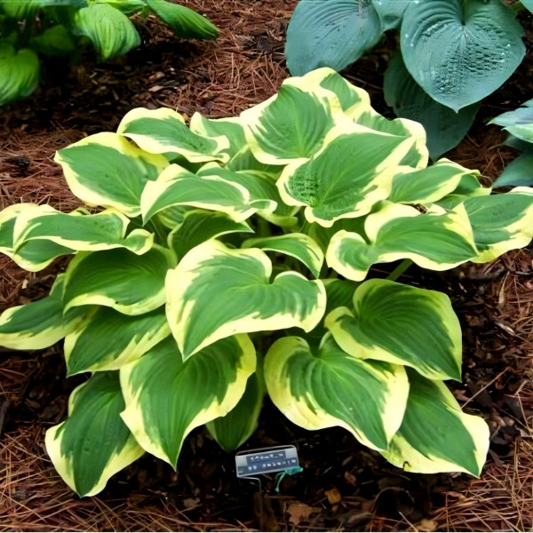 Саженцы Хоста Shade Fanfare (Шэйд Фанфэйр) L
