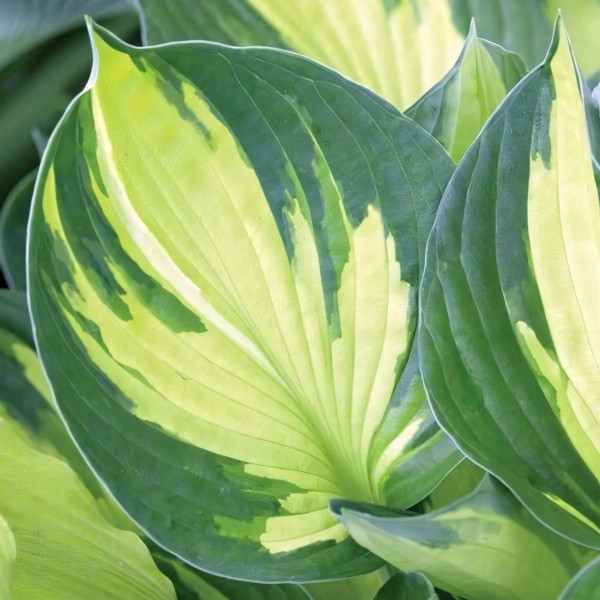 Саженцы Хоста Color Glory (Калор Глори) L