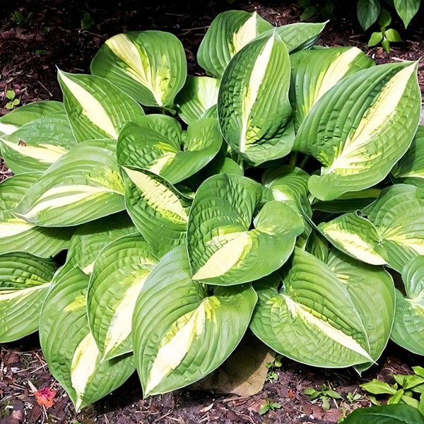 Саженцы Хоста Ann Kulpa (Анна Кульпа) М