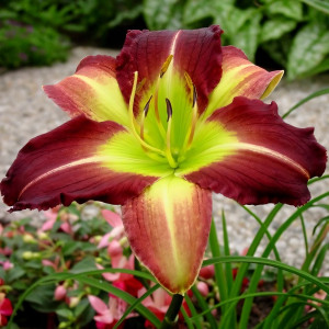 Саженцы Лилейник Mike Reed (Майк Рид)