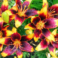 Луковицы  Лилия биколор азиатская Forever Susan (Форева Сьюзан) (3шт.)