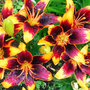  Лилия биколор азиатская Forever Susan (Форева Сьюзан)