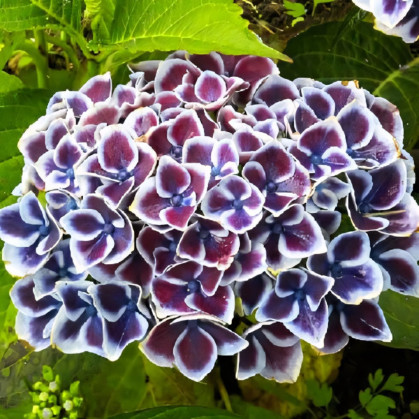 Саженец Гортензия крупнолистная Tivoli (Тиволи)