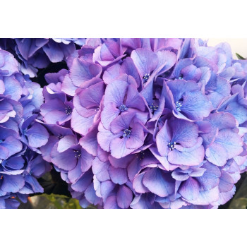 Гортензия крупнолистная Gertrud Glahn (Гертруд Глен)