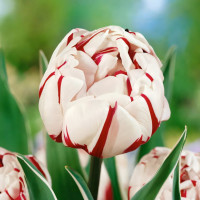 Луковицы Тюльпан махровый Карнавал де Найс (в упаковке - 3шт.)