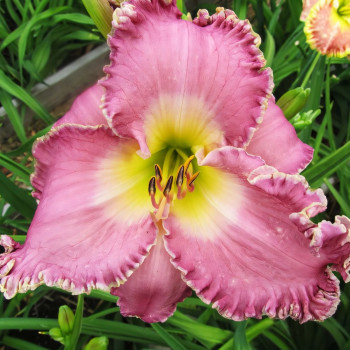 Саженцы Лилейник LaLa Fabulosa (ЛаЛа Фабулоса)