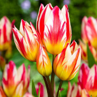 Луковицы Тюльпан многоцветковый Триколлет (в упаковке - 3шт.)