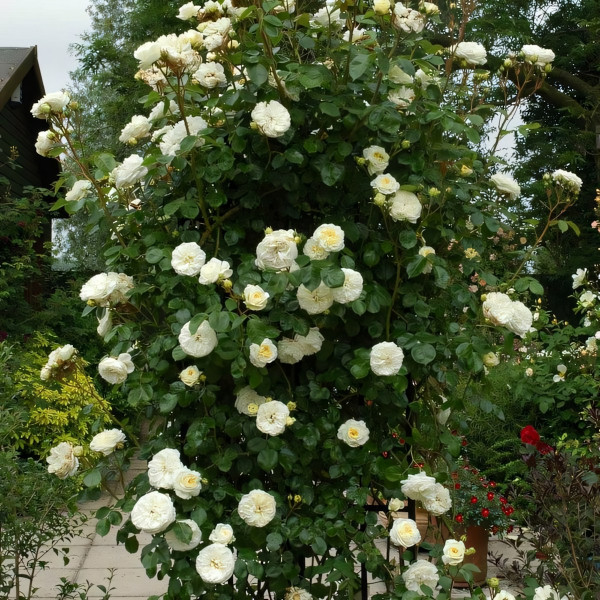 Саженцы Роза плетистая Кларенс Хаус