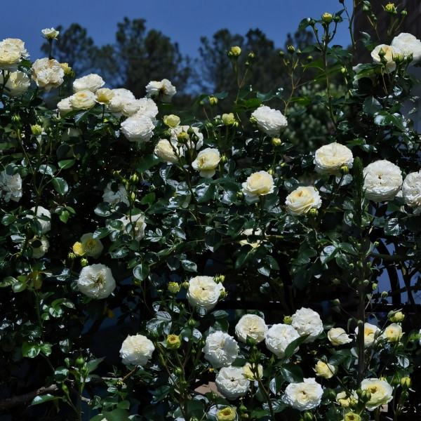 Саженцы Роза плетистая Кларенс Хаус