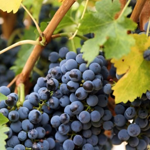 Саженцы Виноград кишмиш черный