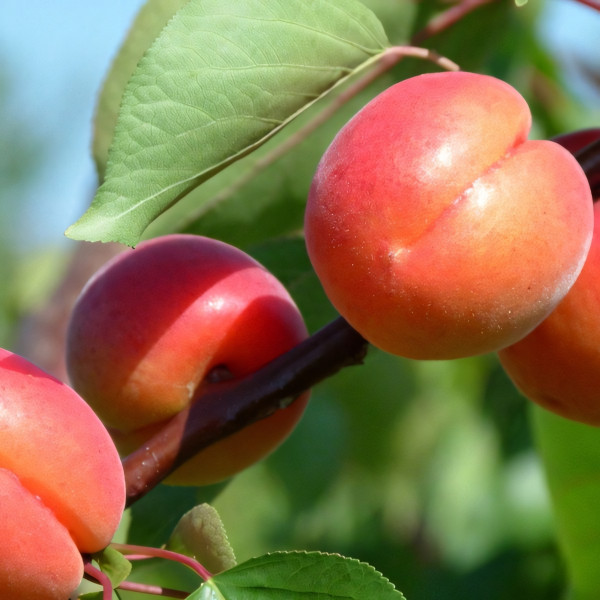 Саженцы Абрикос Спринг Блаш