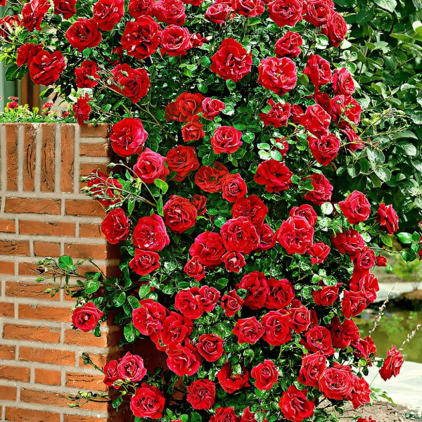 Саженцы Роза плетистая Сантана