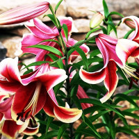 Луковицы Саженцы Лилия ОТ гибрид African Lady (Африкан Лейди) (3шт.)