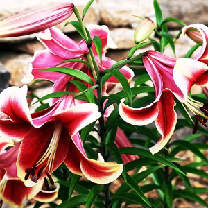  Лилия ОТ гибрид African Lady (Африкан Лейди)