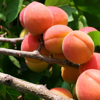 Саженцы Абрикос колоновидный Санни